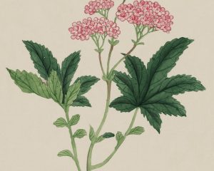 Vintage botanical print Vintage botanical print pink flowers